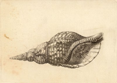 Charonia tritonis door Wenceslaus Hollar